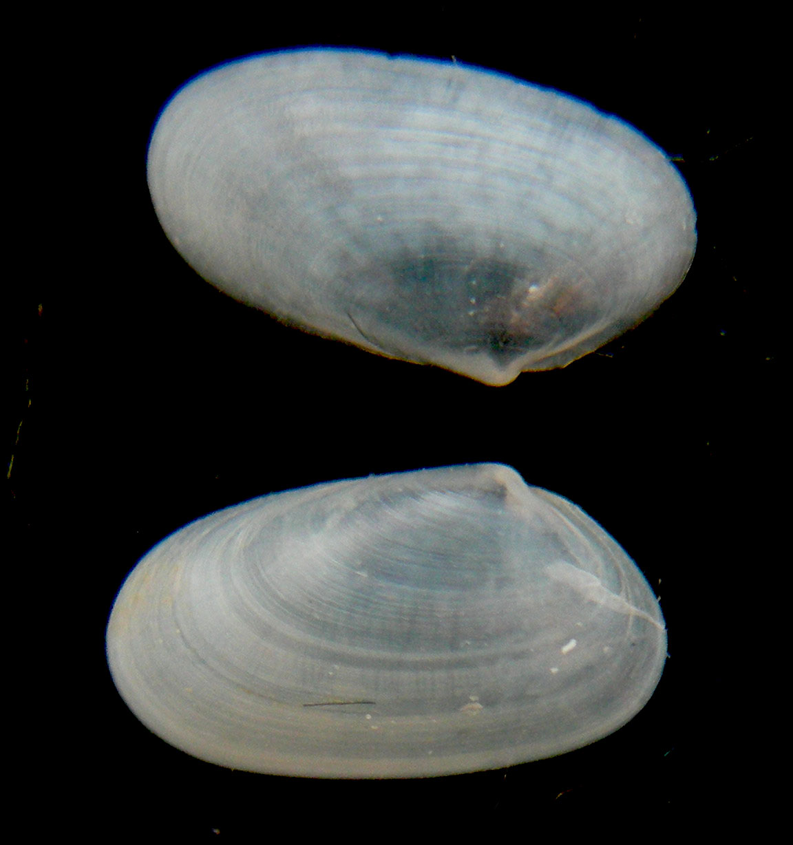 Tellimya ferruginosa